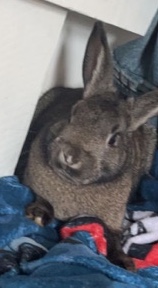 American – free one year old rabbit