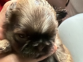 Shihtzu purebred
