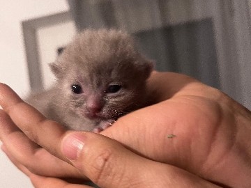British Shorthair – British Kurzhaar Kitten