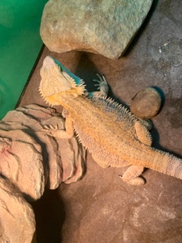 bearded dragon male