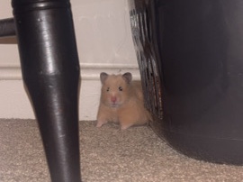 Hamster – Friendly 6-Month-Old Hamster for Sale in Leesburg – Leesburg