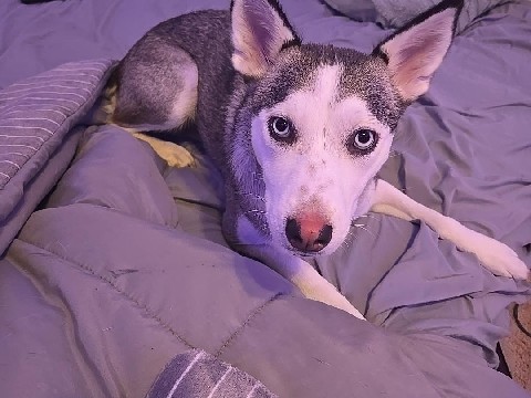 Siberian Husky – sky – Little Elm