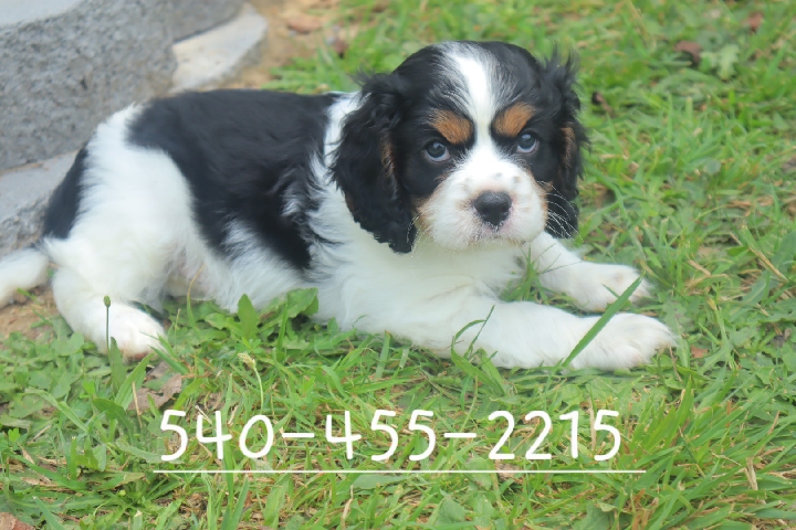 Cavalier King Charles Spaniel – cavalier king charles spaniel VA