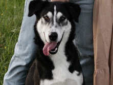 Labrador Husky – looking for a loving home for our husky/lab named Koda! – Pilot