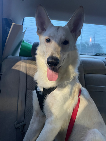 White Shepherd – white shepherd for sell $250