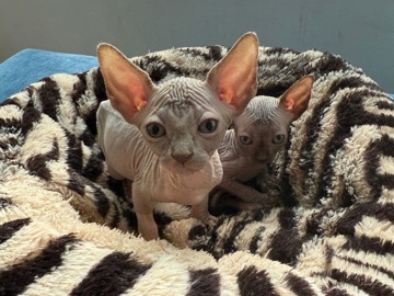 Sphynx - RARE CATS SPHYNX available for adoption in Dubai