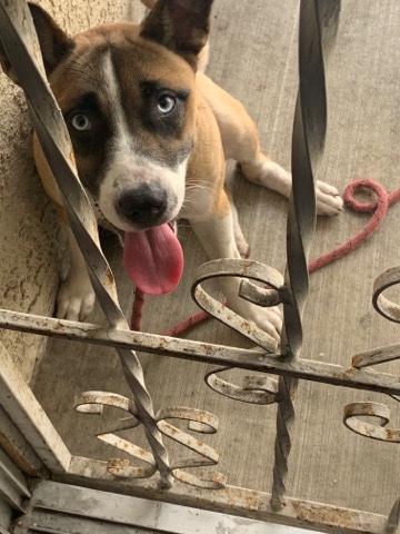 She is a loving and playful dog that loves people.
