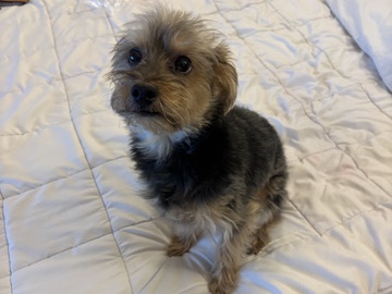 Standard Schnauzer – A Precious Yorkie/Schnauzer for sale – New York