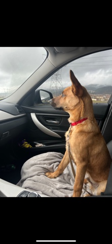 German Shepherd – German Shepherd Husky 8Months