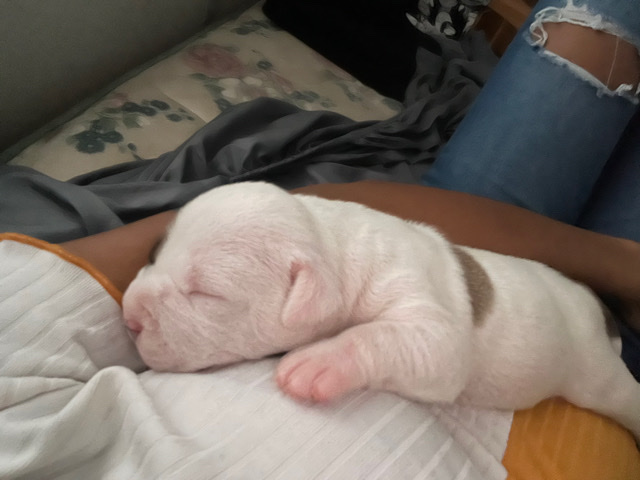 American Staffordshire Terrier – Pitbull puppies for sell