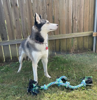 Siberian Husky – Rehome my bbg