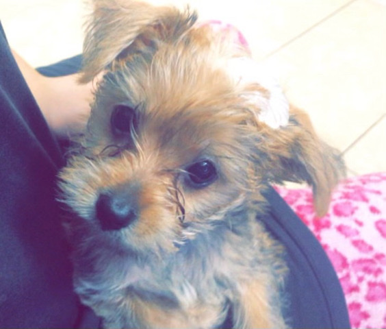 Yorkshire Terrier – yorkie