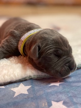Cane Corso – Italian Mastiff Babies