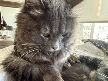 Siberian – fluffy – Denver
