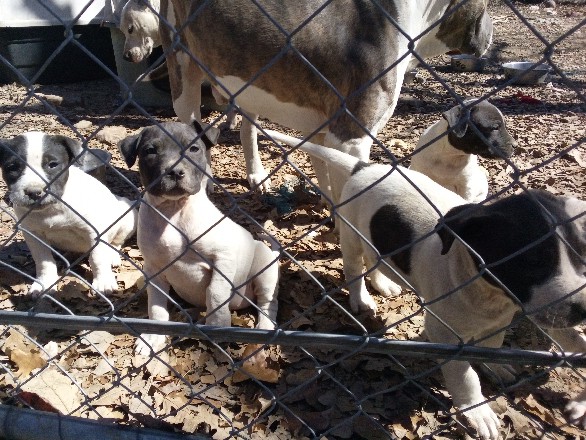 Blue Paul Terrier – blue nose/blue Hiller puppies – Fort Worth