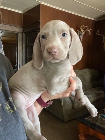 Weimaraner – AKC Weimaraner puppies