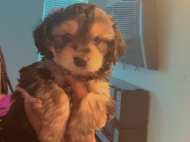 Yorkie Poo – Yorkiepoo – Greenwood