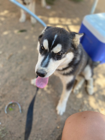 Siberian Husky – selling a husky
