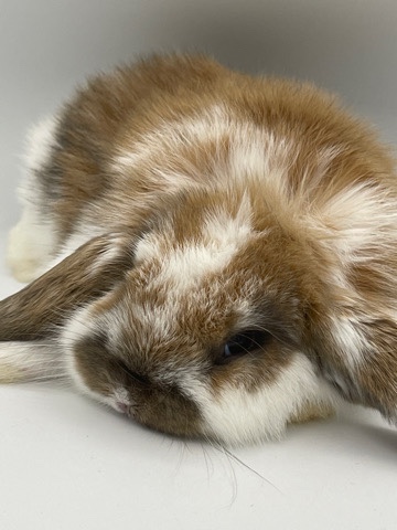 Holland Lop – Holland Lop Rabbits