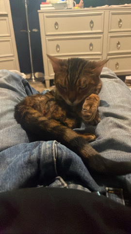 Bengal – Selling bengal cat