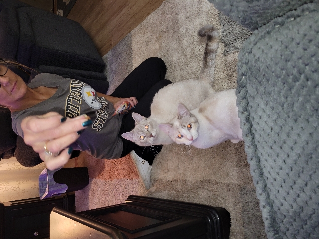 Ragamuffin – Female cat ( Sheba)