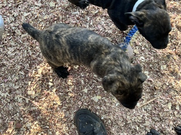Cane Corso – akc cane corso – Columbus