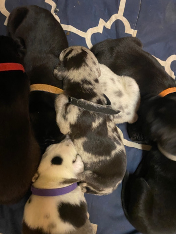 Great Dane – great Dan puppies