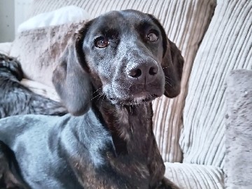 Mixed Breed – narla – Carlisle