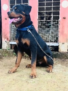 Rottweiler – 7 monts old Rottweiler