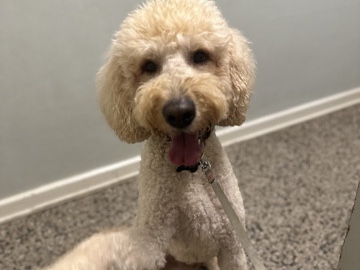Goldendoodle – golden doodle – Alcoa