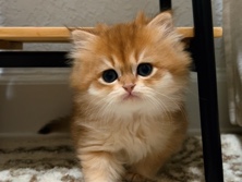 Golden kitten Girl Scottish Straight 