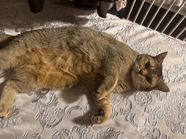 British Shorthair – Beautiful British Shorthair Cat – Lamza – Berlin – Berlin