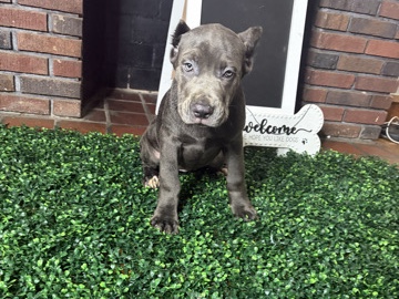 Cane Corso – CANE CORSO PUPPY – Cleveland