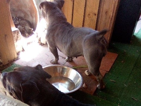 American Pit Bull Terrier – Pocket Bully – Fort Worth