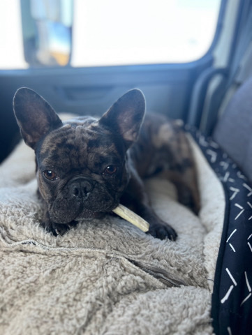 French Bulldog – Frenchie for sale