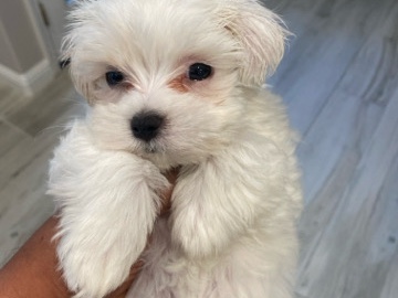 Maltese – Maltese puppy looking for a loving home – San Jose