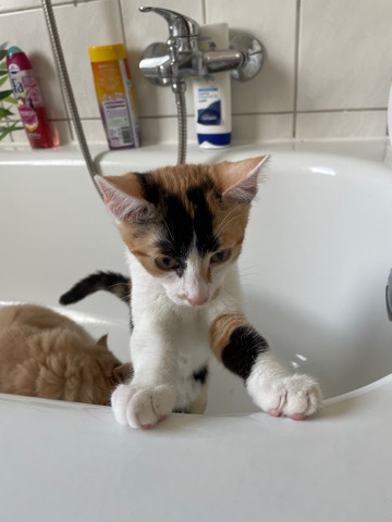 European Shorthair – Glückskatze - 4 Monate