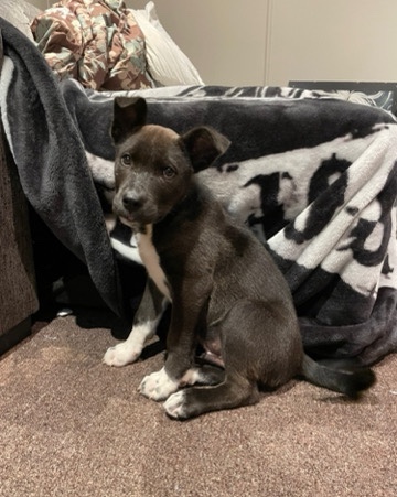 American Pit Bull Terrier – Pitty Cross puppy