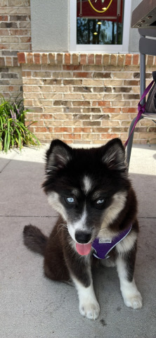 Pomsky