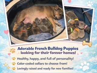 French Bulldog – Adorable Frenchie Puppies – Hartford