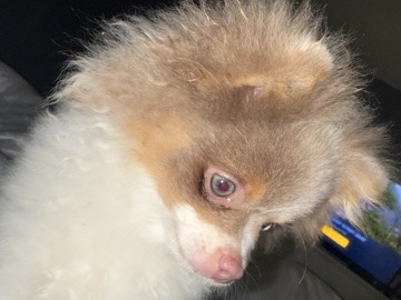 Pomeranian β LILAC MICRO PARTY POMERANIAN β Macclesfield