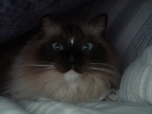 Ragdoll – Very Sweet Male & Female Ragdolls – Vero Beach