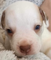 American Bulldog – 8 American bully pups