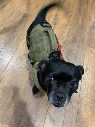 small dog