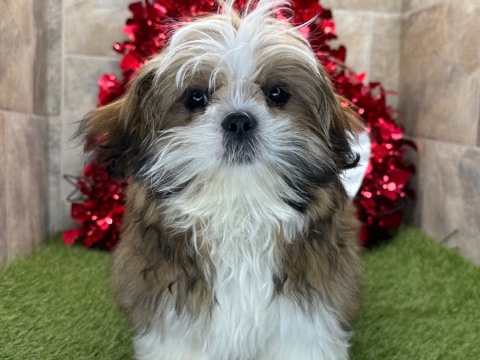Shih Tzu – Hi, I'm Snickerdoodle – Sidney