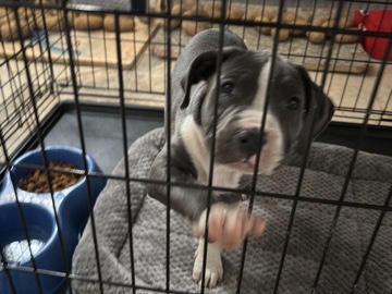 American Staffordshire Terrier – Adorable American Staffordshire Terrier Puppy – 2 Months Old – Dearborn