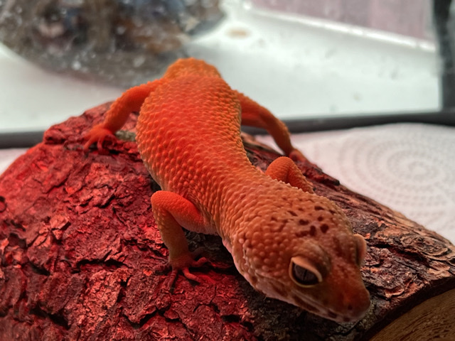 lizard – lepord gecko