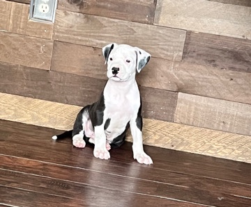 American Pit Bull Terrier – puppies, vaccinated and ready to go home today