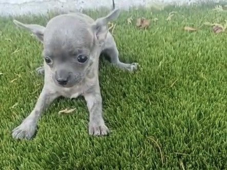 Chihuahua – Chihuhua hembra – Mataró