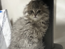 Scottish Fold – scotish fold kitten rehoming – Auburn